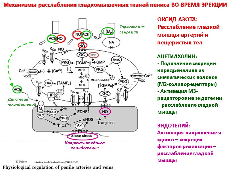 Механизмы расслабления гладкомышечных тканей пениса ВО ВРЕМЯ ЭРЕКЦИИ  ОКСИД АЗОТА: Расслабление гладкой мышцы